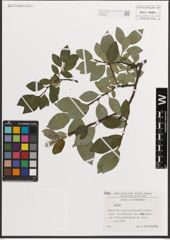 Foto von Salix L.